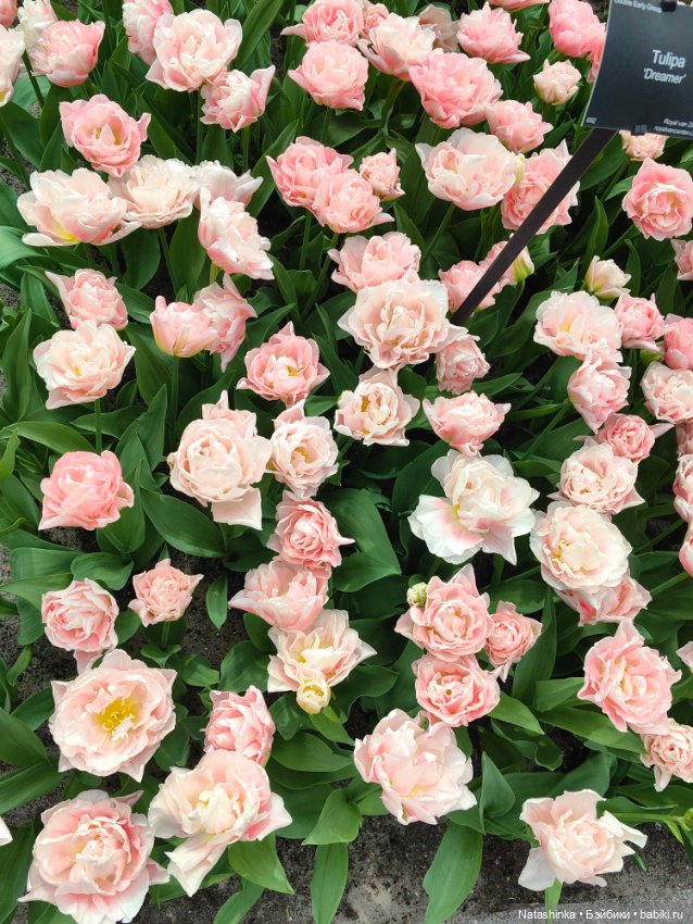 , Музыкальная История 112