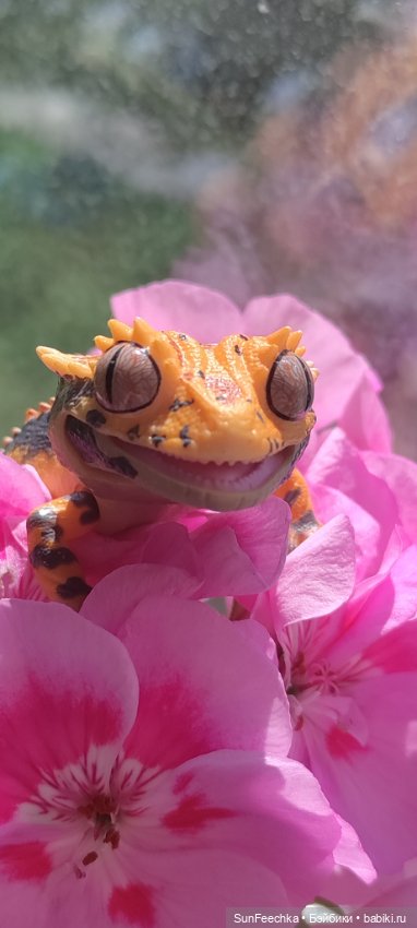 Гошка везде сущий — Коллекционные экшн (фото 7)