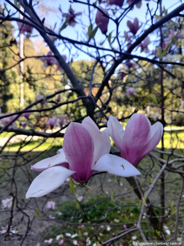 Адлер: Южные культуры — Туризм и путешествия: фотоотчеты из поездок