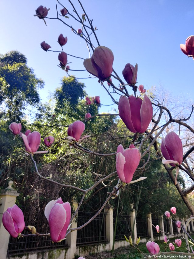 Адлер: Южные культуры — Туризм и путешествия: фотоотчеты из поездок