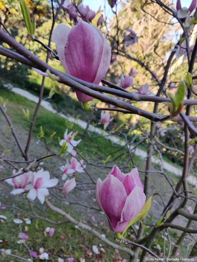 Адлер: Южные культуры — Туризм и путешествия: фотоотчеты из поездок