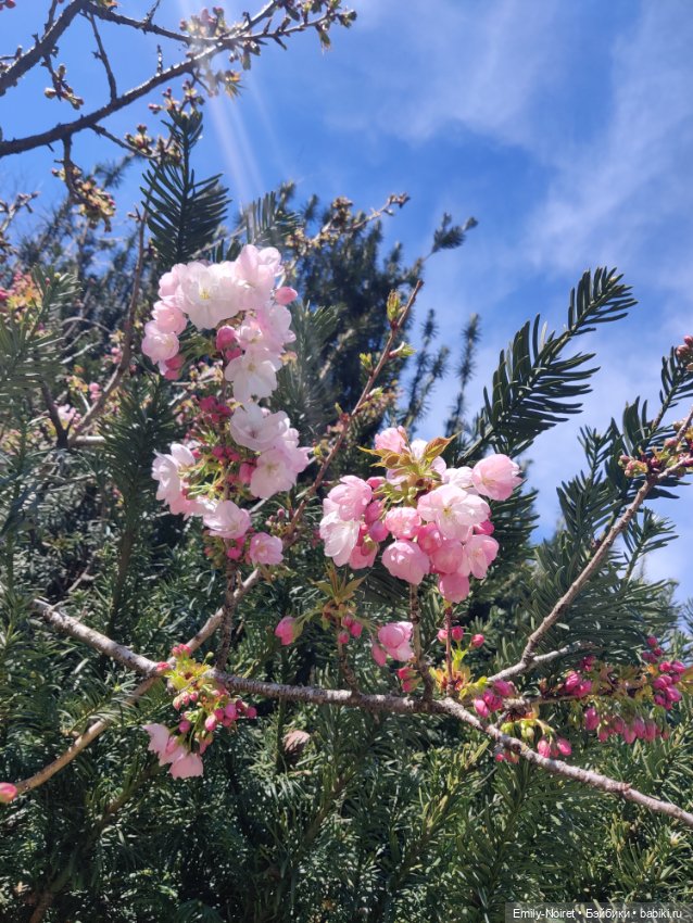 Адлер: Южные культуры — Туризм и путешествия: фотоотчеты из поездок (фото 10)