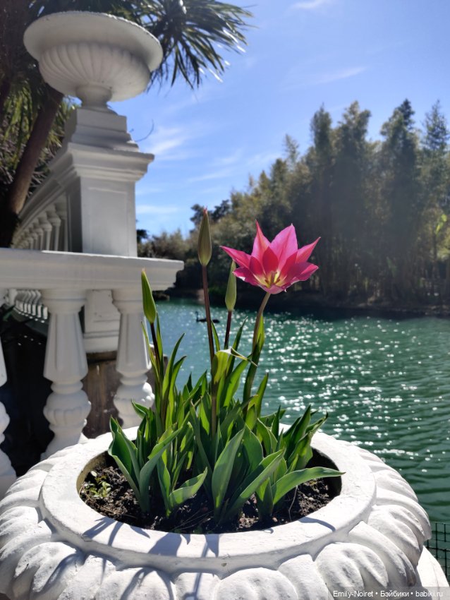 Адлер: Южные культуры — Туризм и путешествия: фотоотчеты из поездок