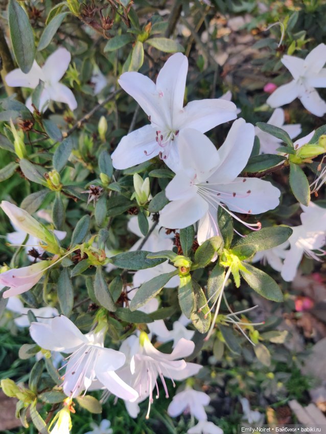 Адлер: Южные культуры — Туризм и путешествия: фотоотчеты из поездок