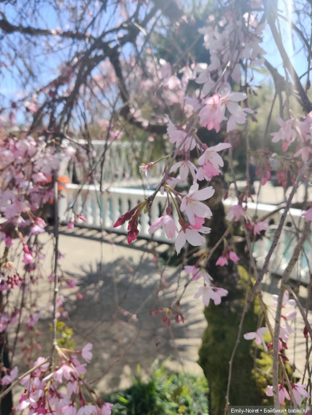 Адлер: Южные культуры — Туризм и путешествия: фотоотчеты из поездок