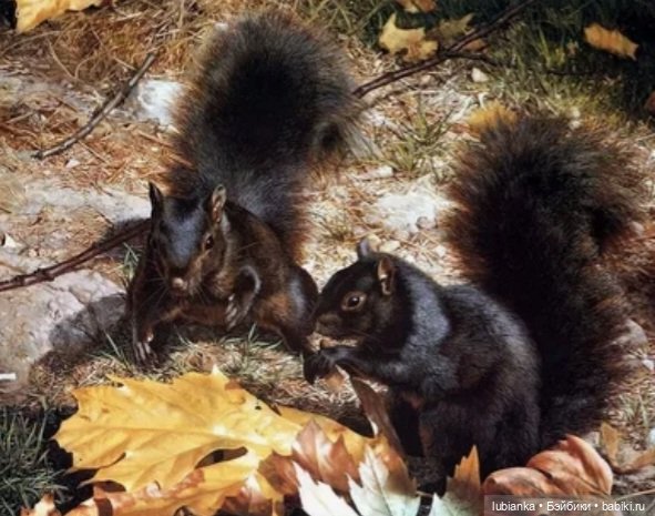 Двойная Беллочья радость🐿🐿