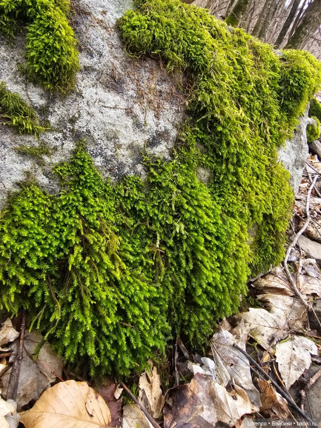 Архыз 2024 — Винтажные куклы ГДР (Немки): Бигги (фото 10)