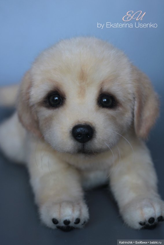 Щенок золотистого ретривера