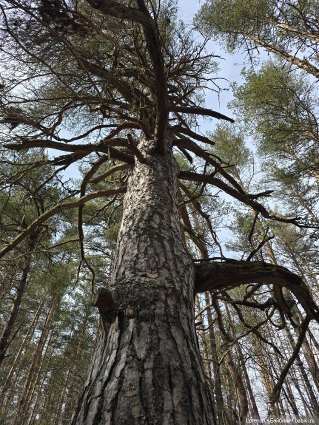 Архыз 2024 — Винтажные куклы ГДР (Немки): Бигги