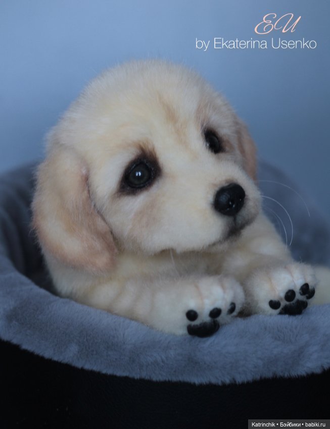 Щенок золотистого ретривера