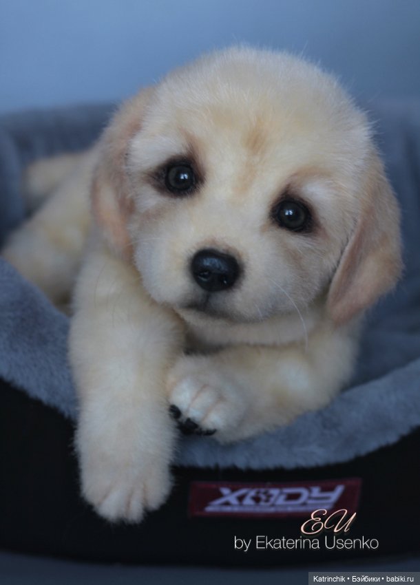 Щенок золотистого ретривера