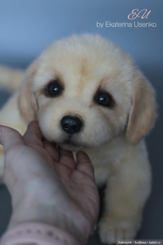 Щенок золотистого ретривера (фото 6)