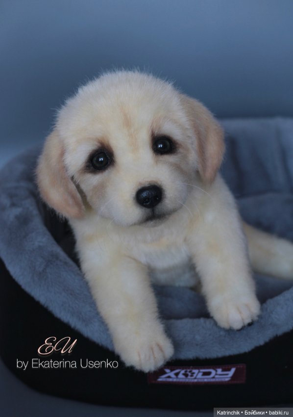 Щенок золотистого ретривера