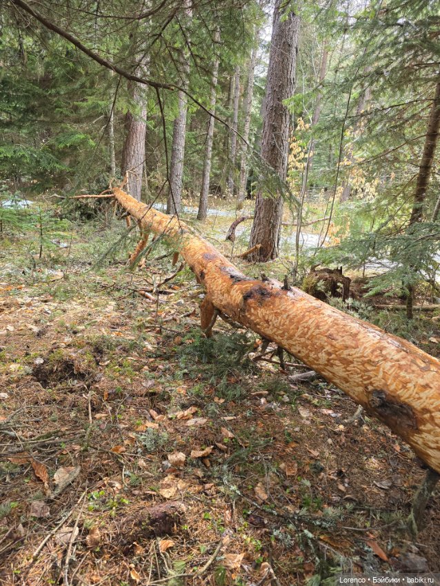 Архыз 2024 — Винтажные куклы ГДР (Немки): Бигги