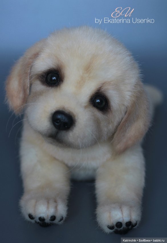 Щенок золотистого ретривера (фото 10)