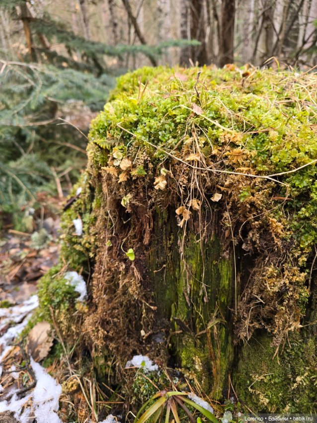 Архыз 2024 — Винтажные куклы ГДР (Немки): Бигги