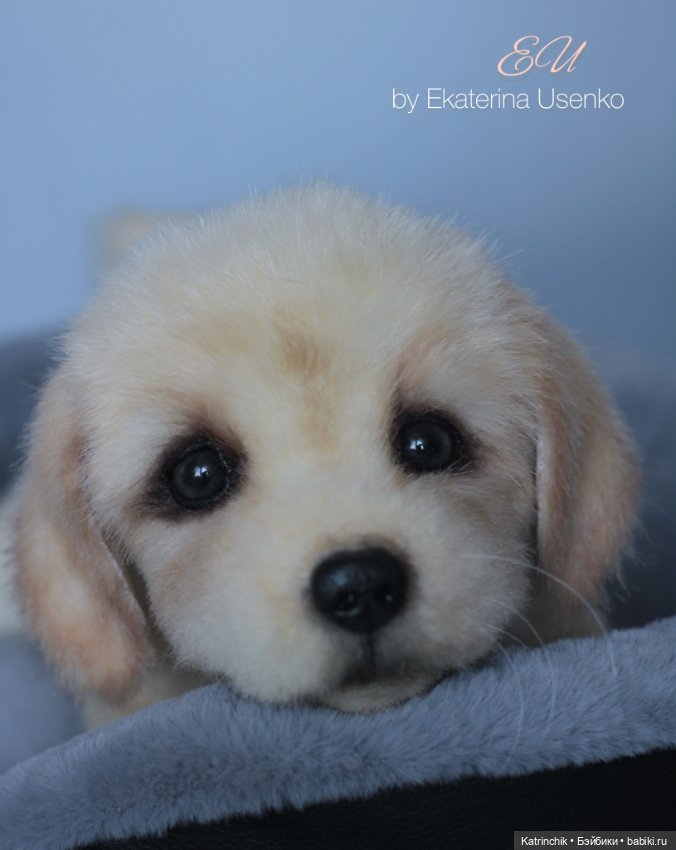 Щенок золотистого ретривера (фото 4)