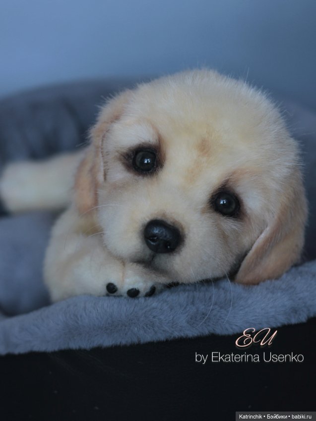 Щенок золотистого ретривера (фото 3)