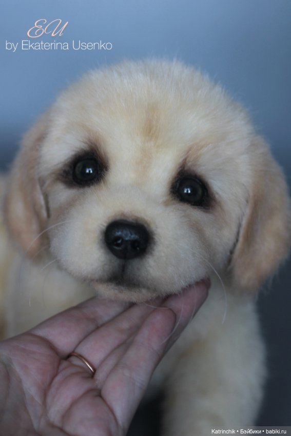 Щенок золотистого ретривера (фото 9)