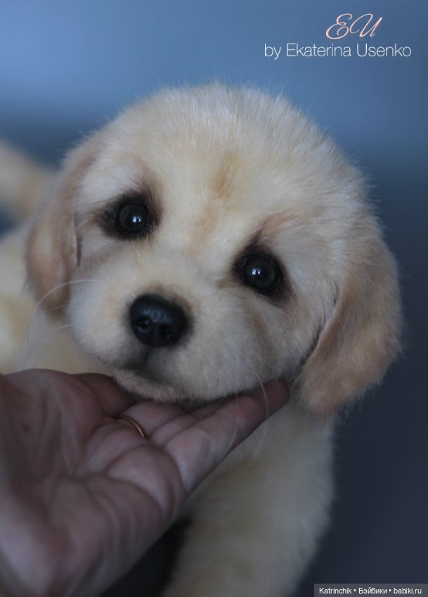 Щенок золотистого ретривера (фото 8)