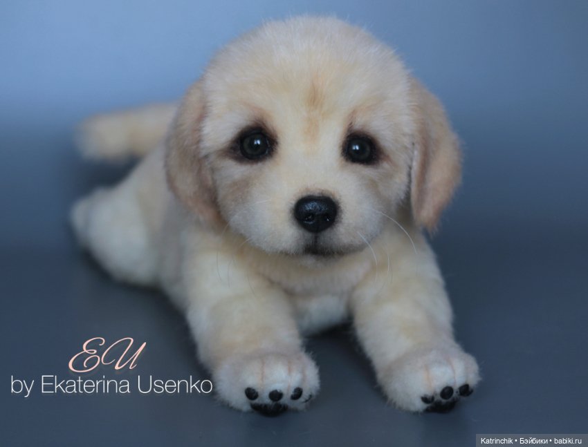 Щенок золотистого ретривера