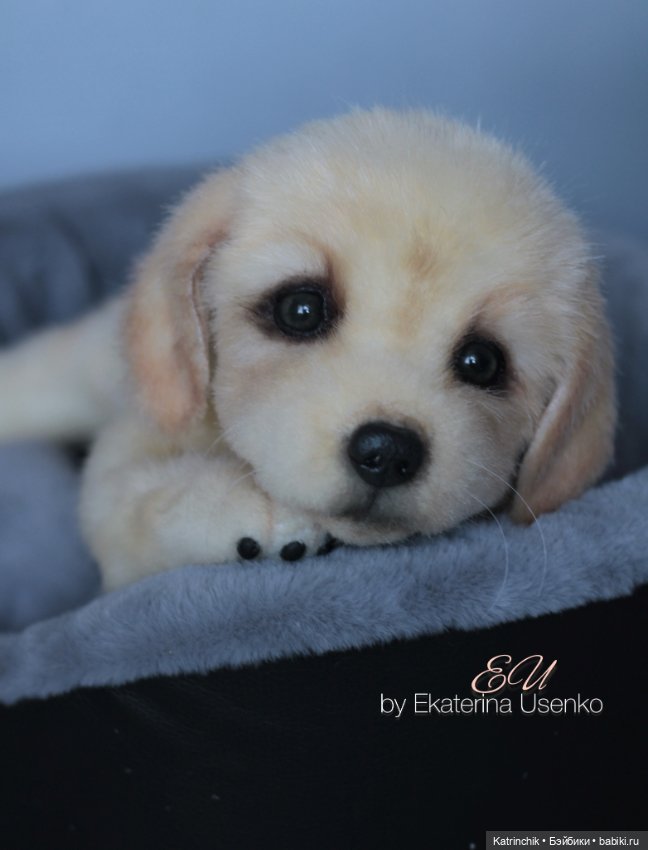 Щенок золотистого ретривера (фото 2)