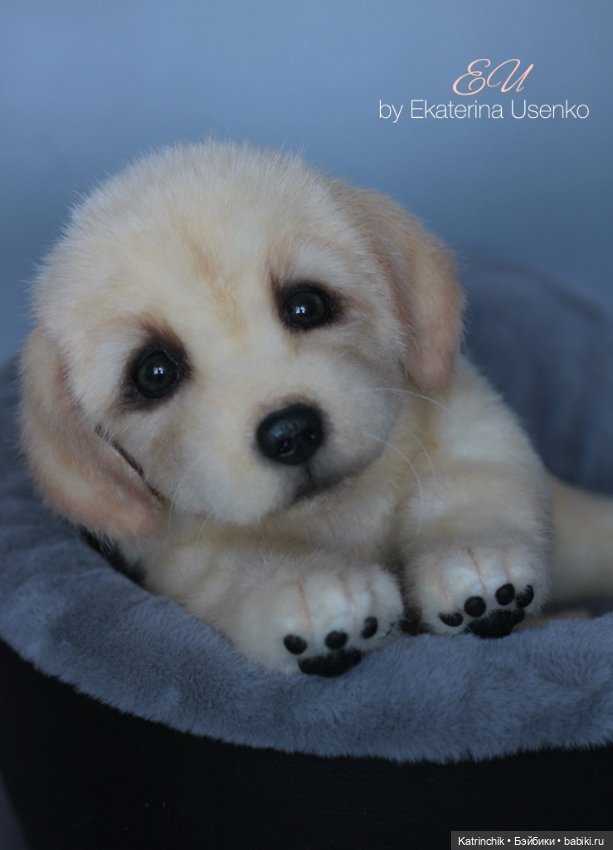 Щенок золотистого ретривера