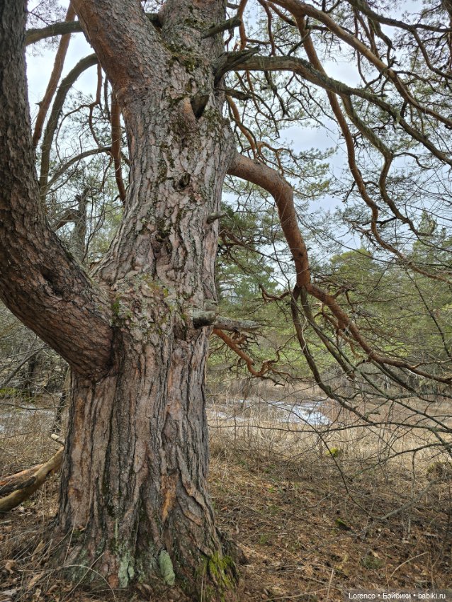 Архыз 2024 — Винтажные куклы ГДР (Немки): Бигги