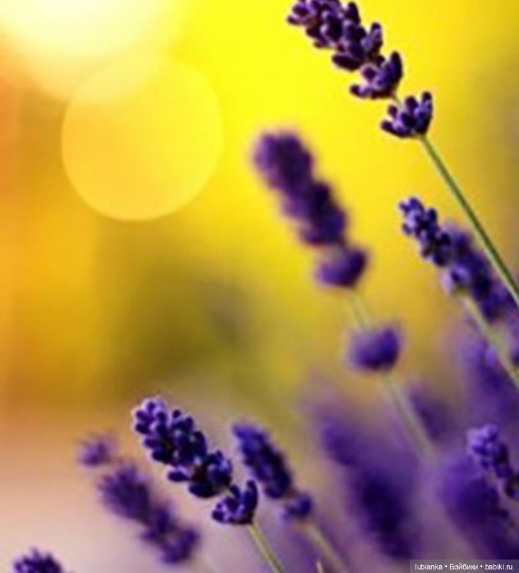 Маленькая жёлто-фиолетовая радость Беллочек💛💜