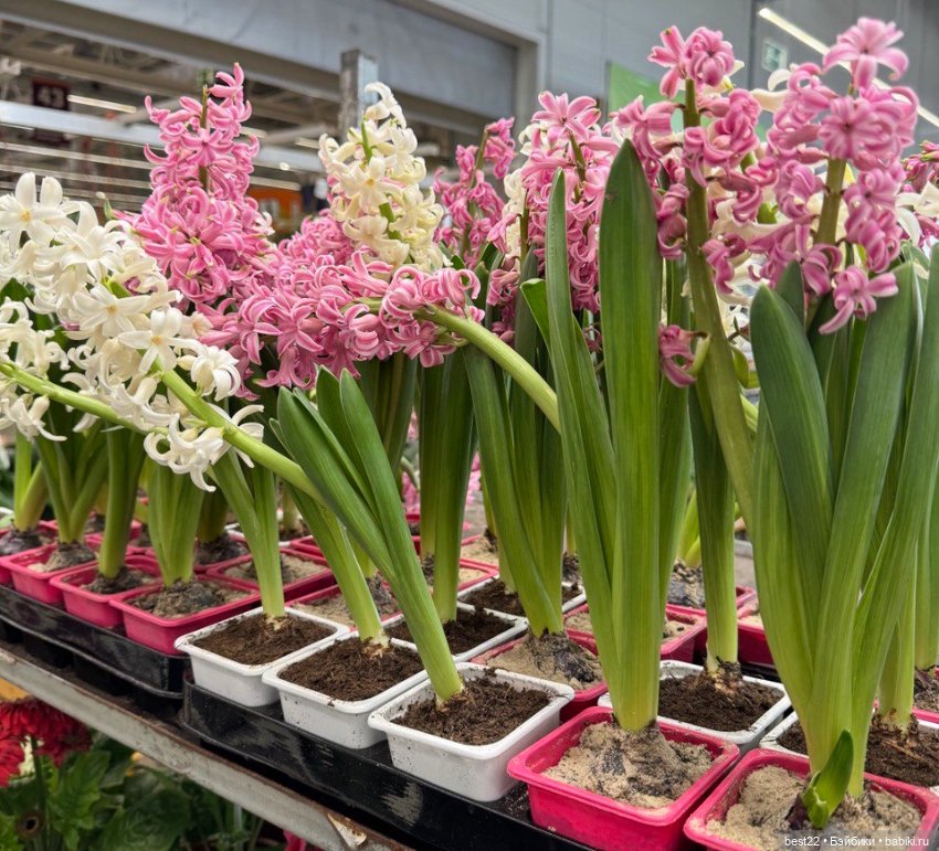 Кот Финдус — Интересные игрушки и фигурки (разное): редкие (фото 6)