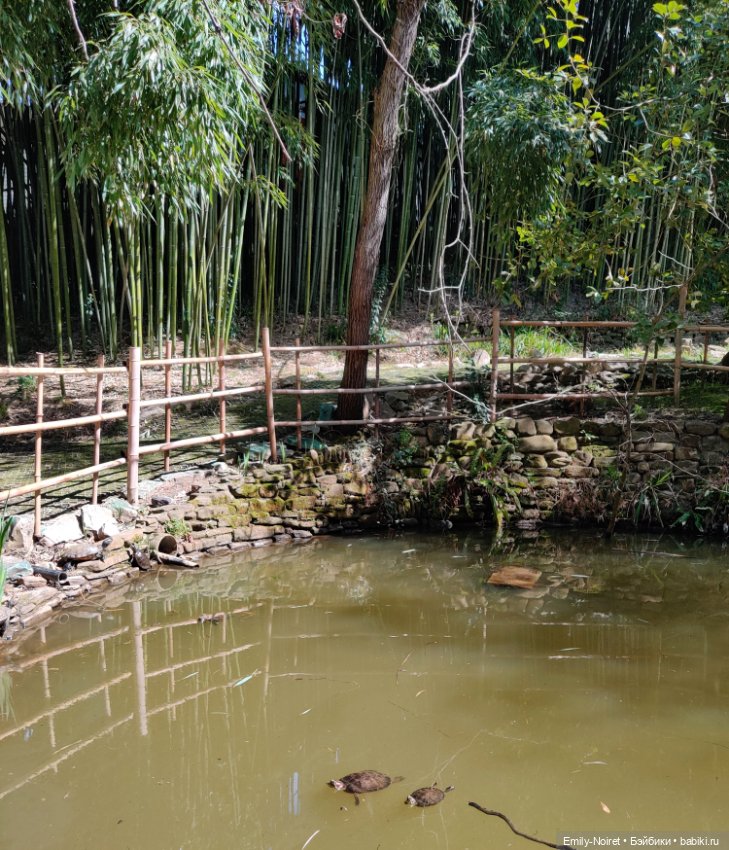 Сочи: Дендрарий и прощание с морем