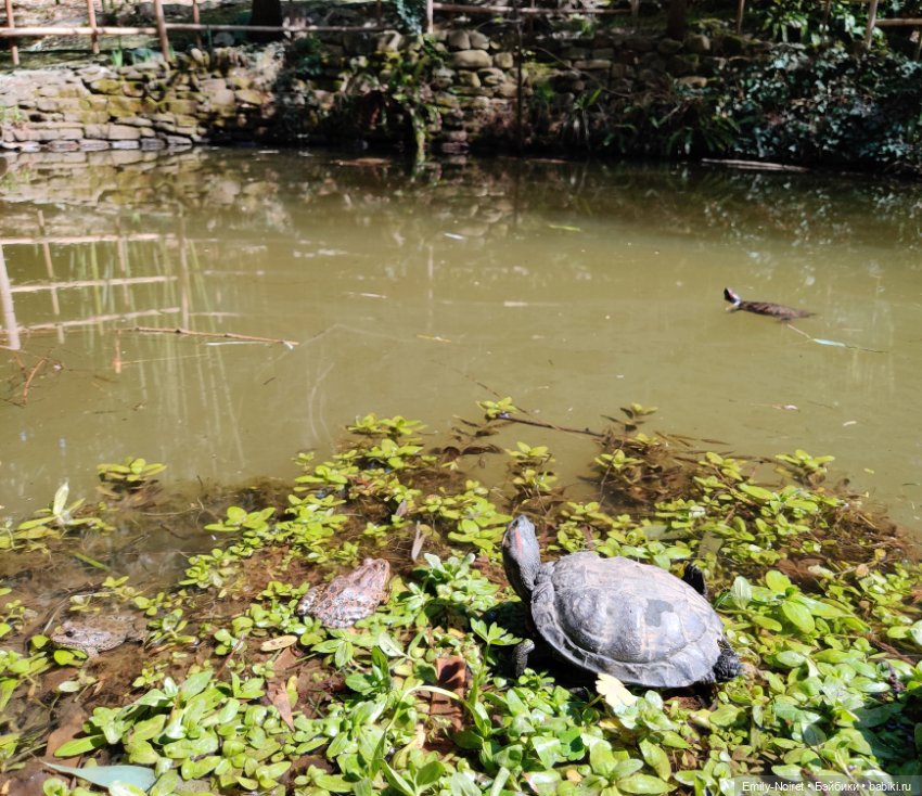 Сочи: Дендрарий и прощание с морем