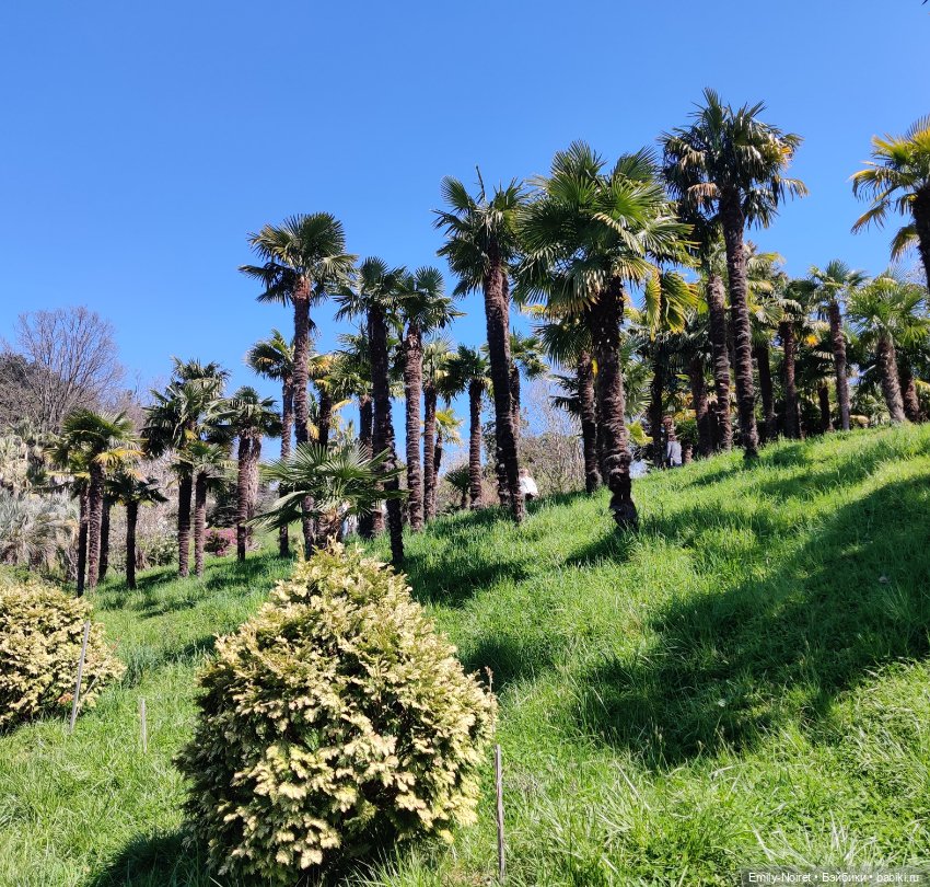 Сочи: Дендрарий и прощание с морем