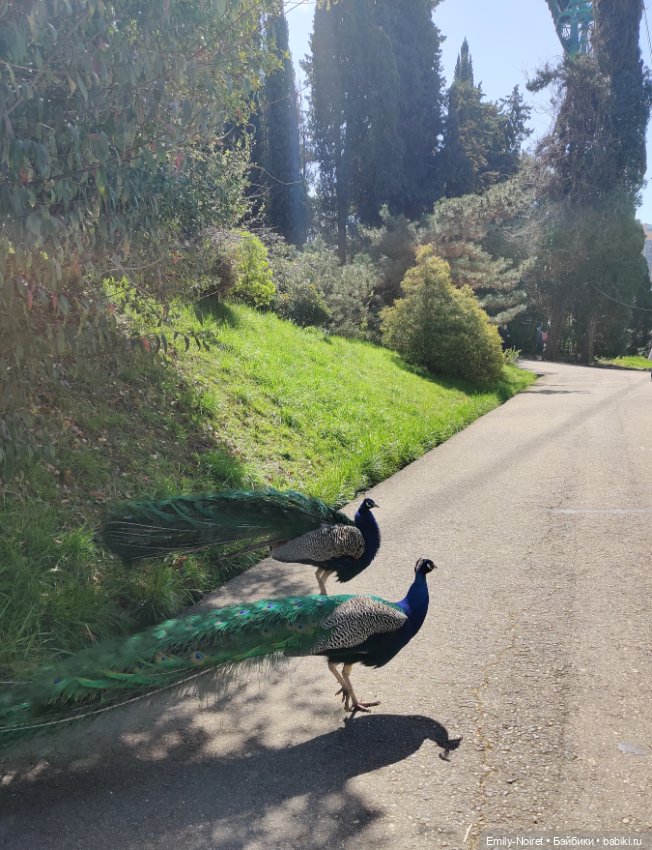 Сочи: Дендрарий и прощание с морем