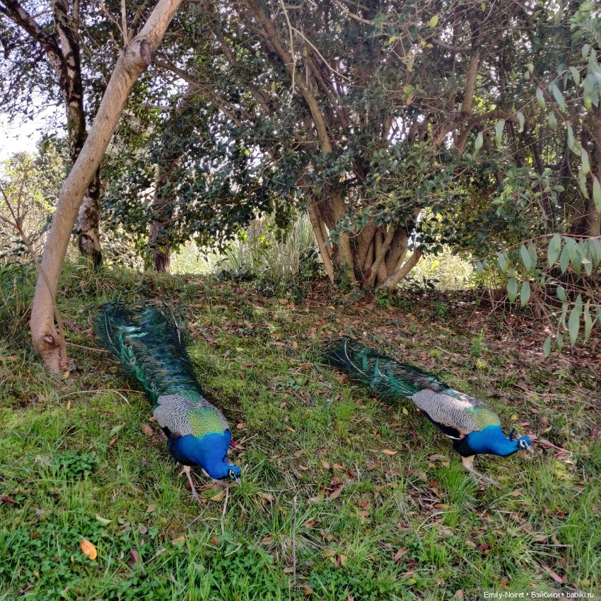 Сочи: Дендрарий и прощание с морем