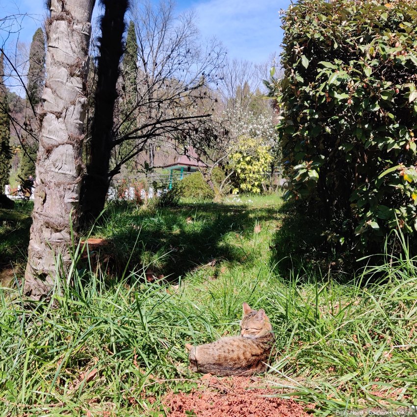 Сочи: Дендрарий и прощание с морем