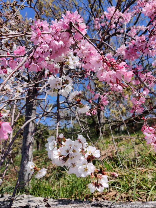 Сочи: Дендрарий и прощание с морем