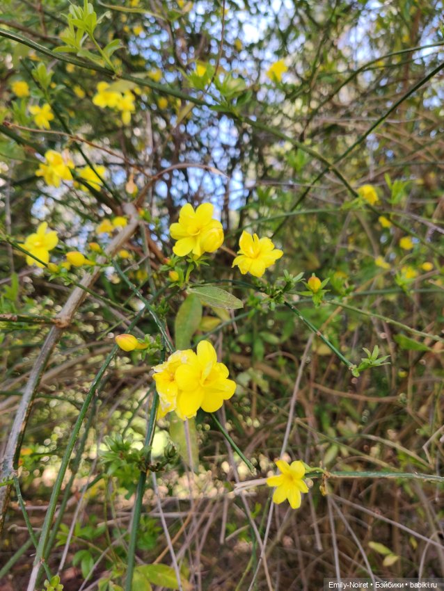 Сочи: Дендрарий и прощание с морем