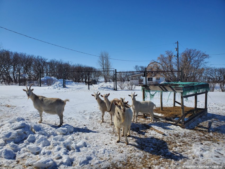 Конец марта — Куклы Sasha Morgenthaler (Саша Моргенталер): Trendon (фото 2)