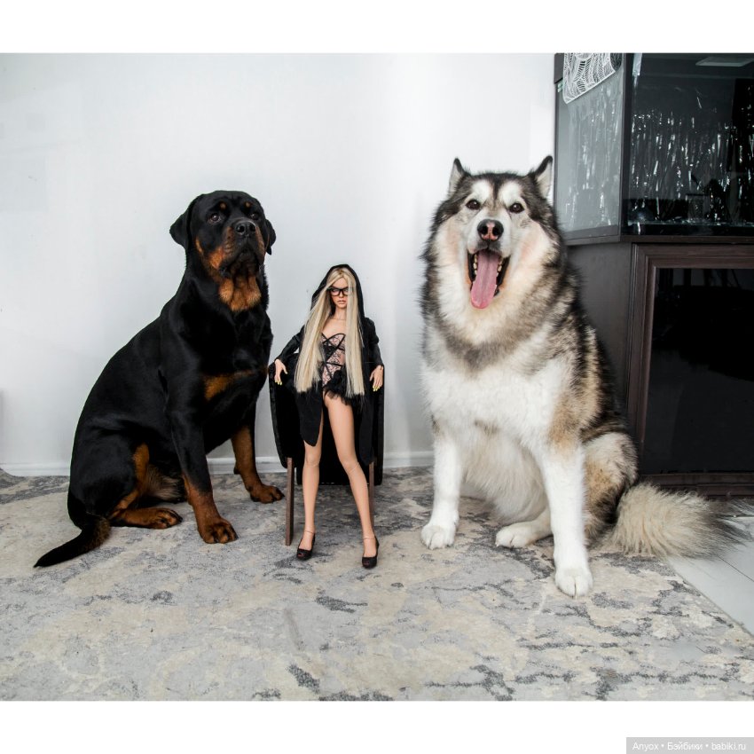 Стелла, неприличный кот и 2 пса. Осторожно, шок-контент