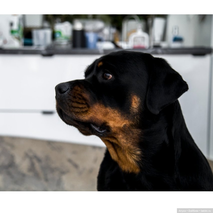 Стелла, неприличный кот и 2 пса. Осторожно, шок-контент