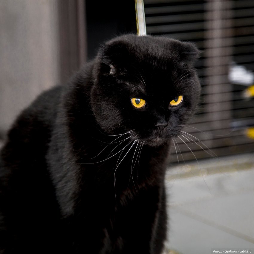 Стелла, неприличный кот и 2 пса. Осторожно, шок-контент