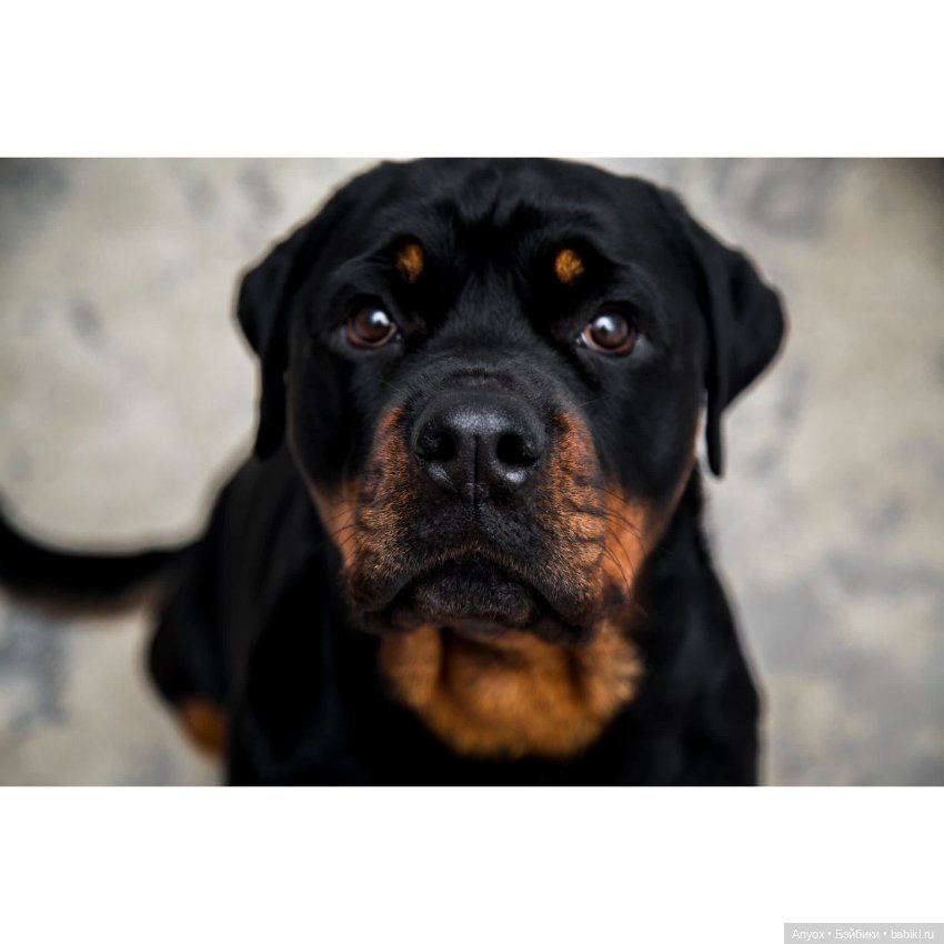 Стелла, неприличный кот и 2 пса. Осторожно, шок-контент