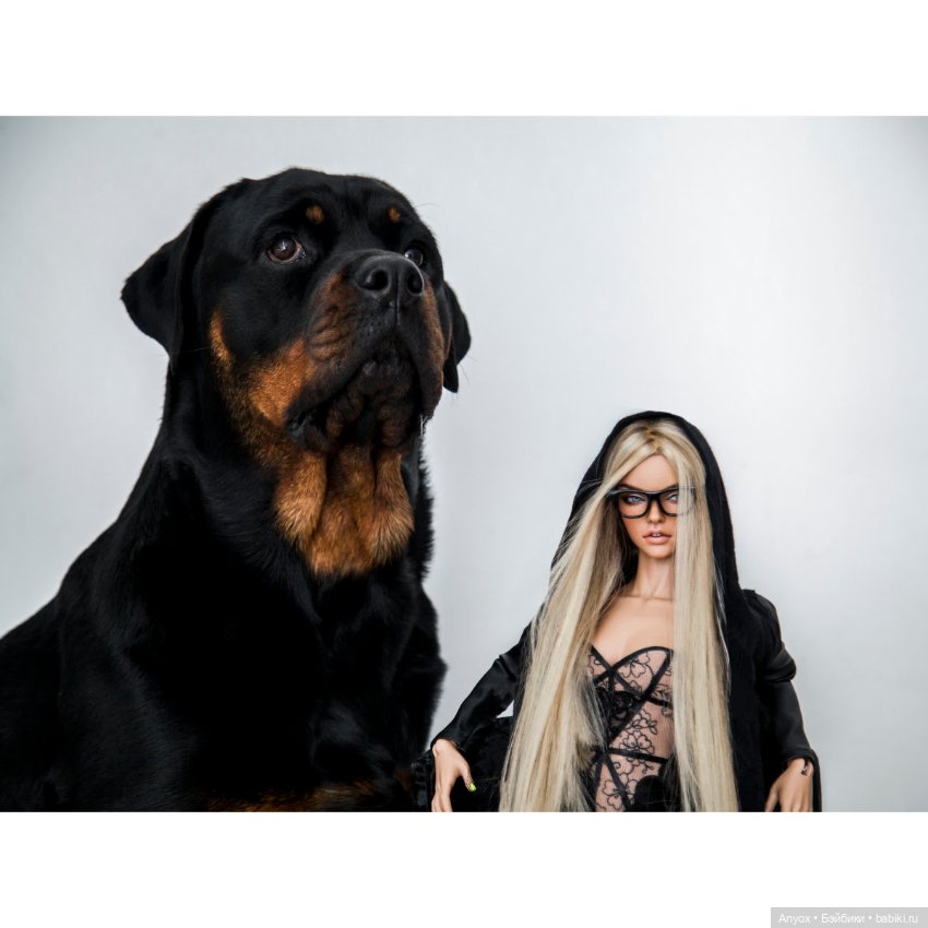 Стелла, неприличный кот и 2 пса. Осторожно, шок-контент