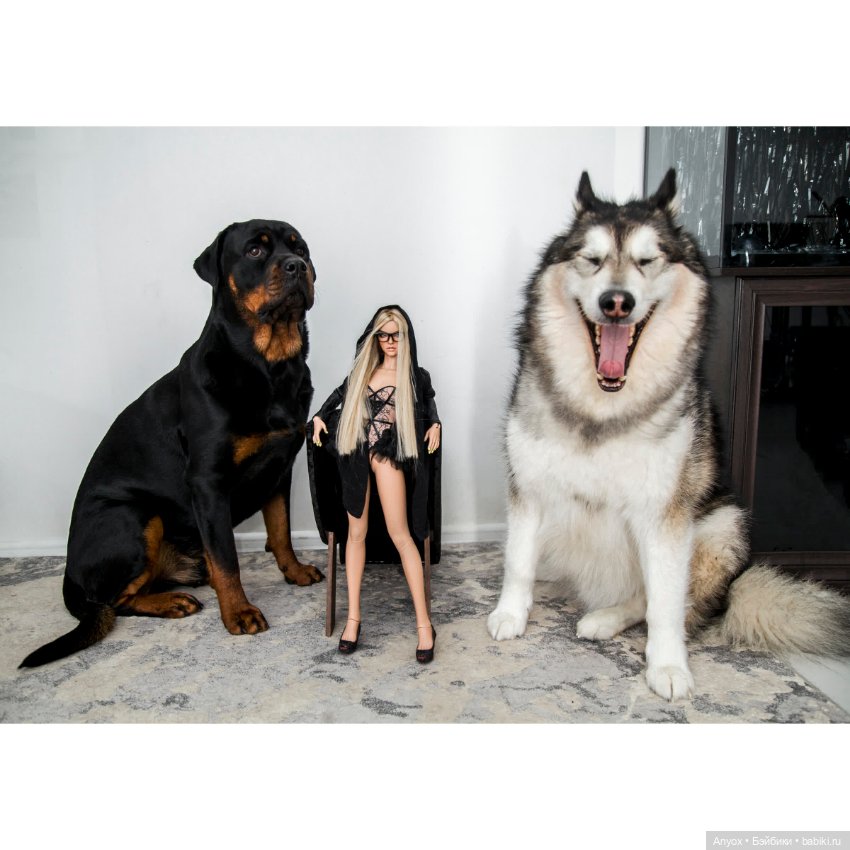 Стелла, неприличный кот и 2 пса. Осторожно, шок-контент