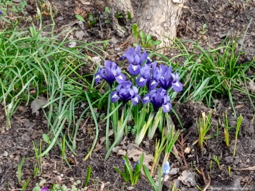 Лило и весна в Москве — Игровые куклы разных производителей (Разное): редкие бренды