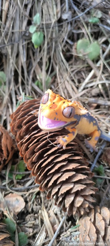 Гошка везде сущий — Коллекционные экшн (фото 9)