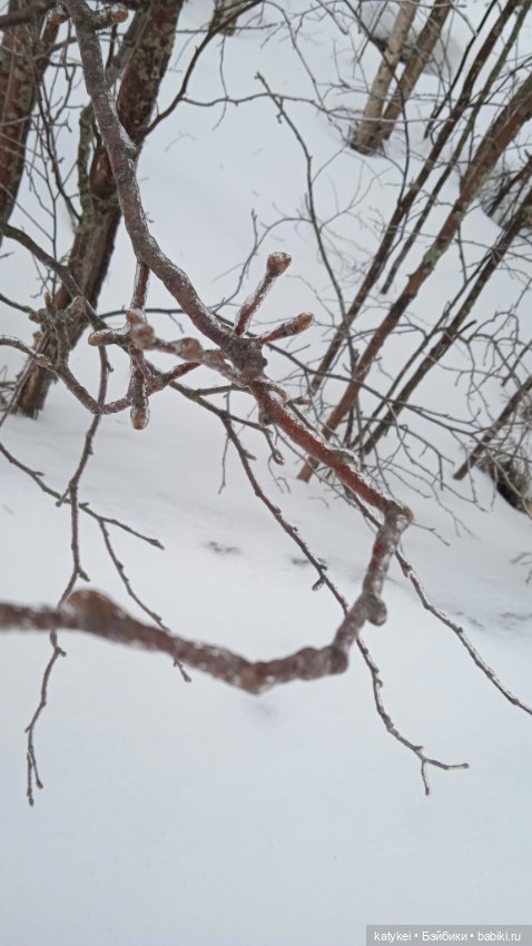 (Чай) Год без сахара — Болталка и разговоры обо всем: жизнь