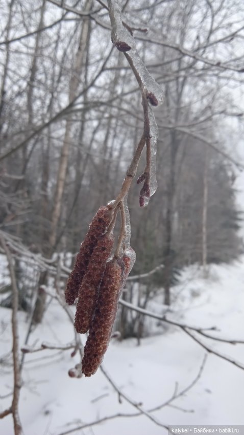 (Чай) Год без сахара — Болталка и разговоры обо всем: жизнь