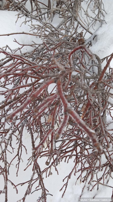 (Чай) Год без сахара — Болталка и разговоры обо всем: жизнь